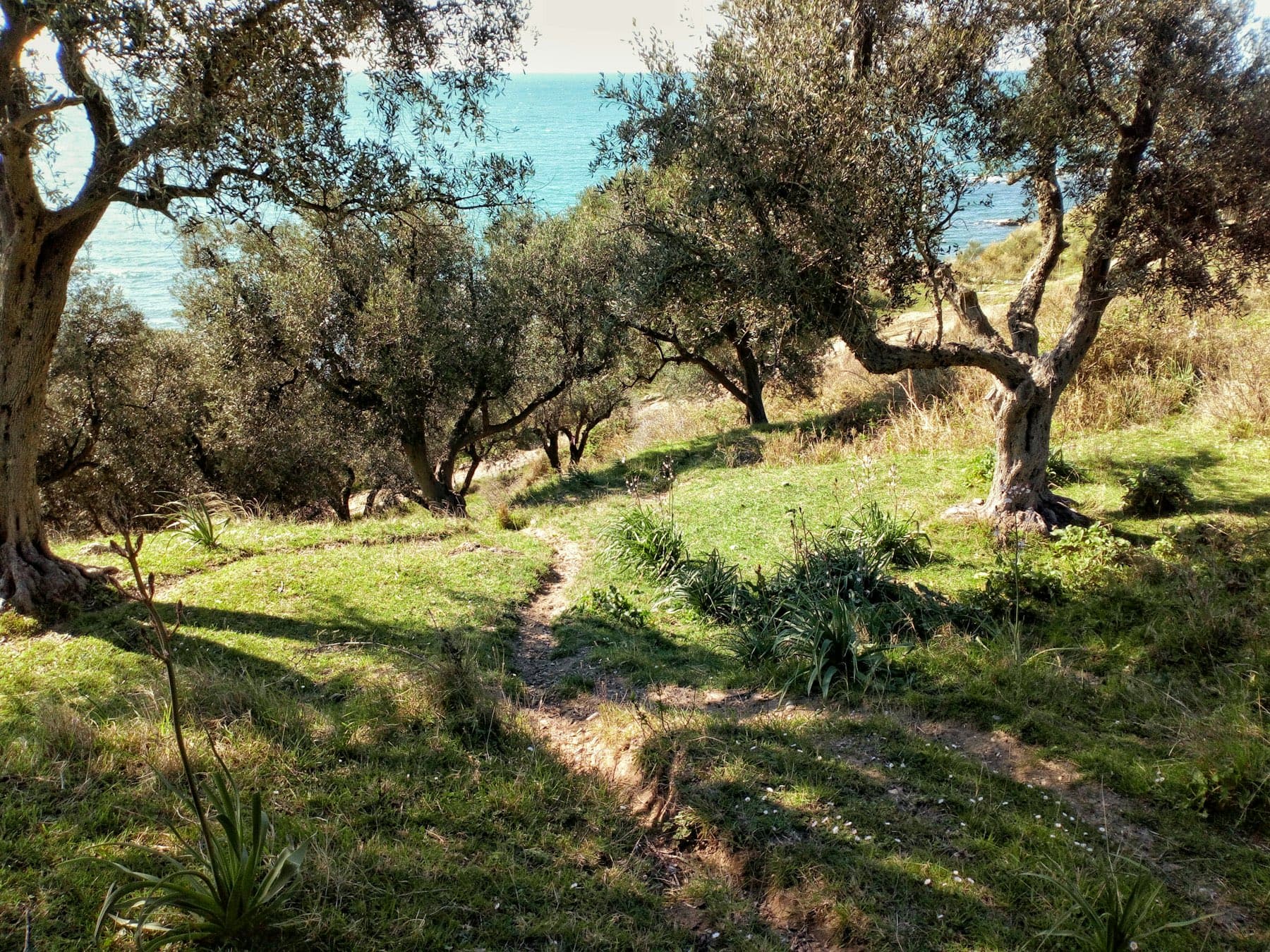 Track between old olive trees with long grass on either side