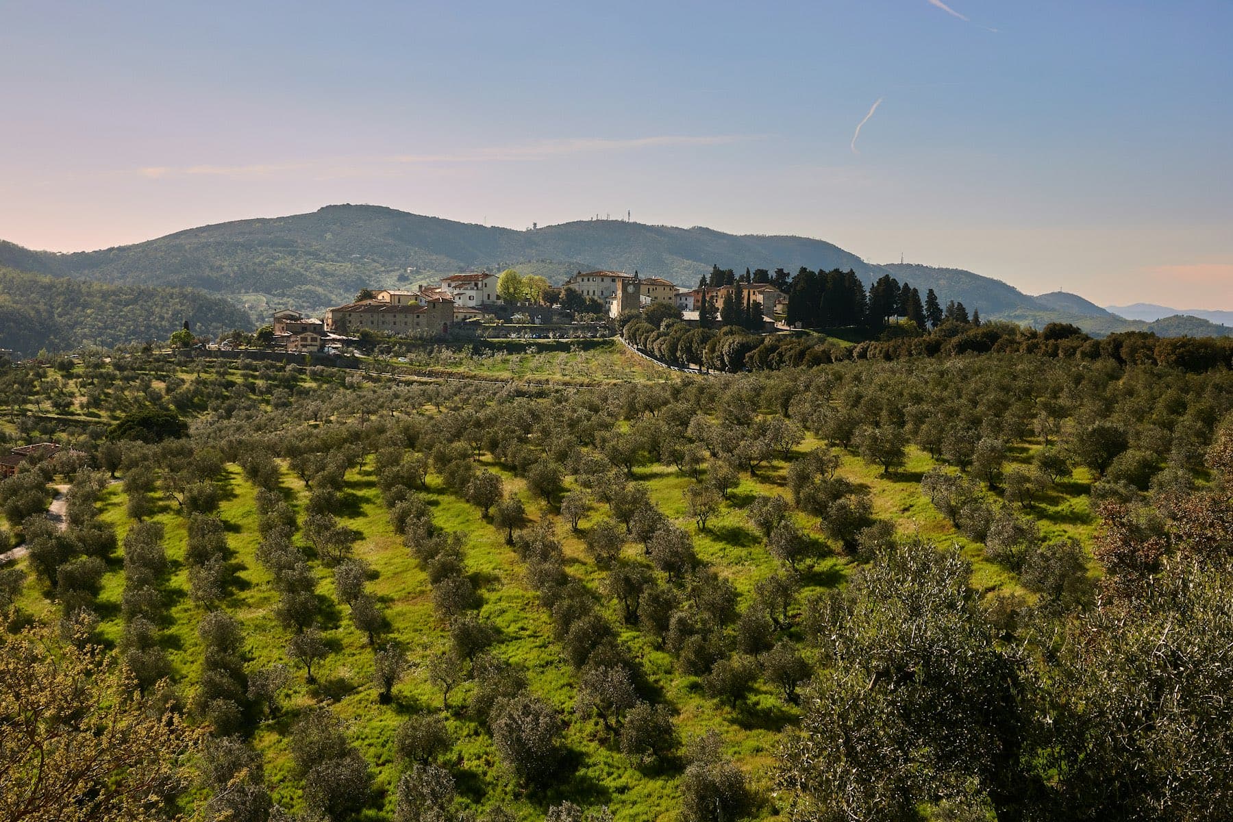 Olive terraces climbing toward a hamlet on the ridge