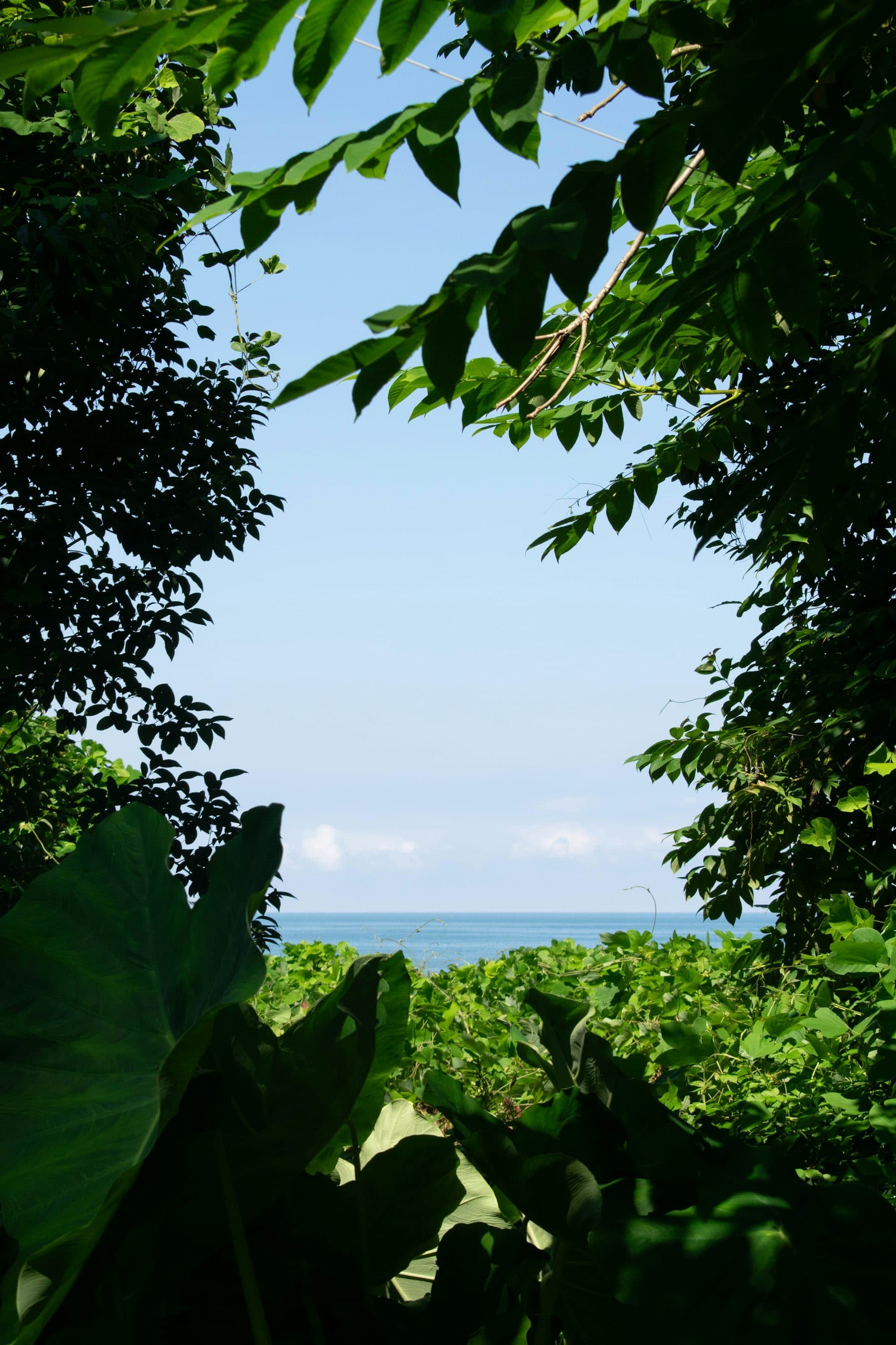 Tropical foliage framing the turquoise water of the bay