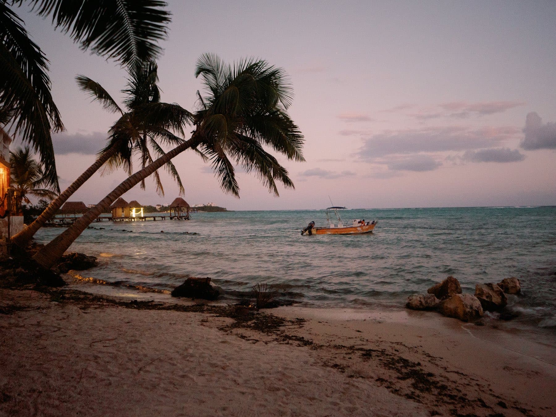 Palms leaning over the sand in the late afternoon