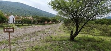 Terreno con árbol