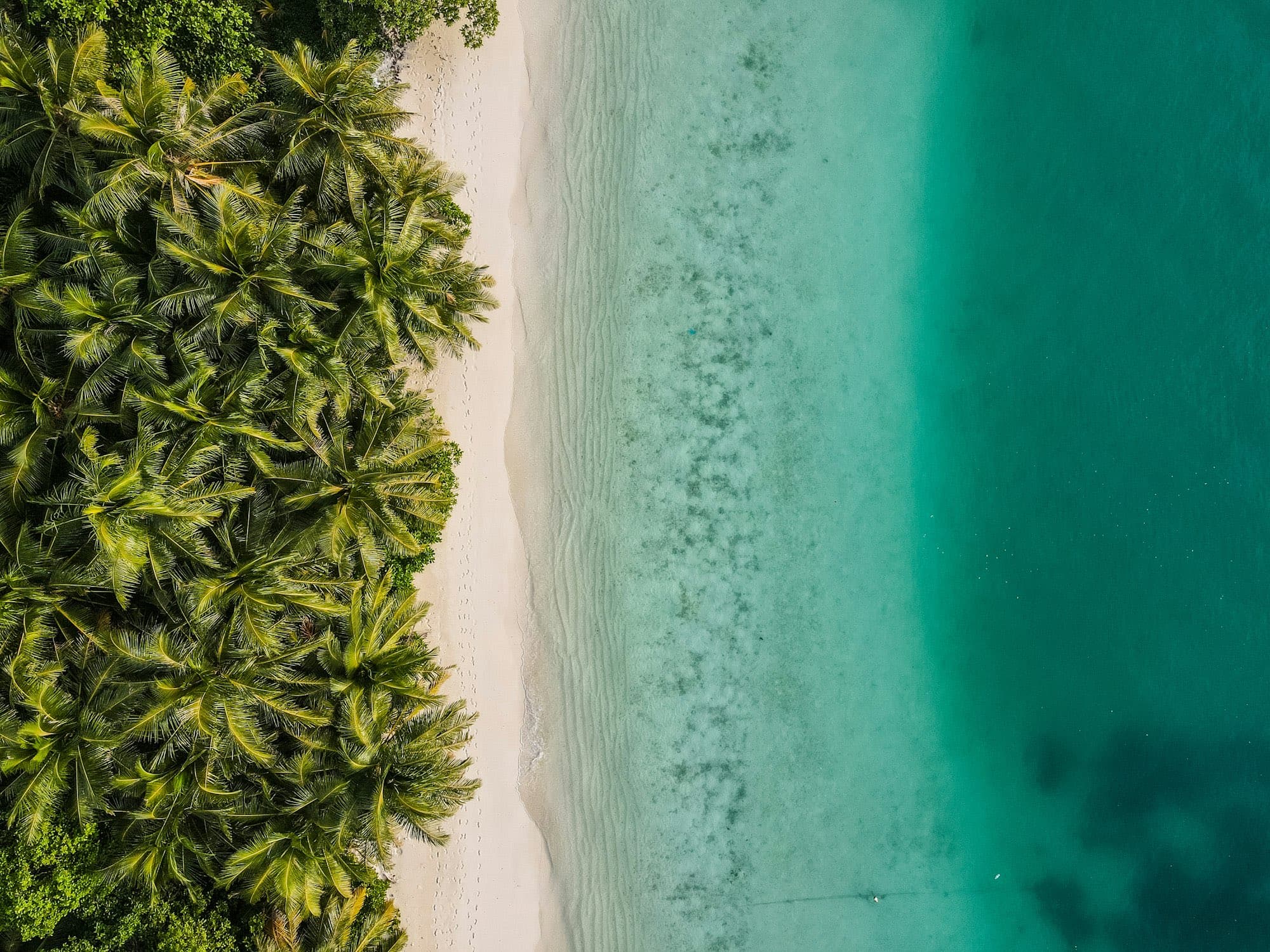 Aerial view of the coast with palms between jungle and turquoise water