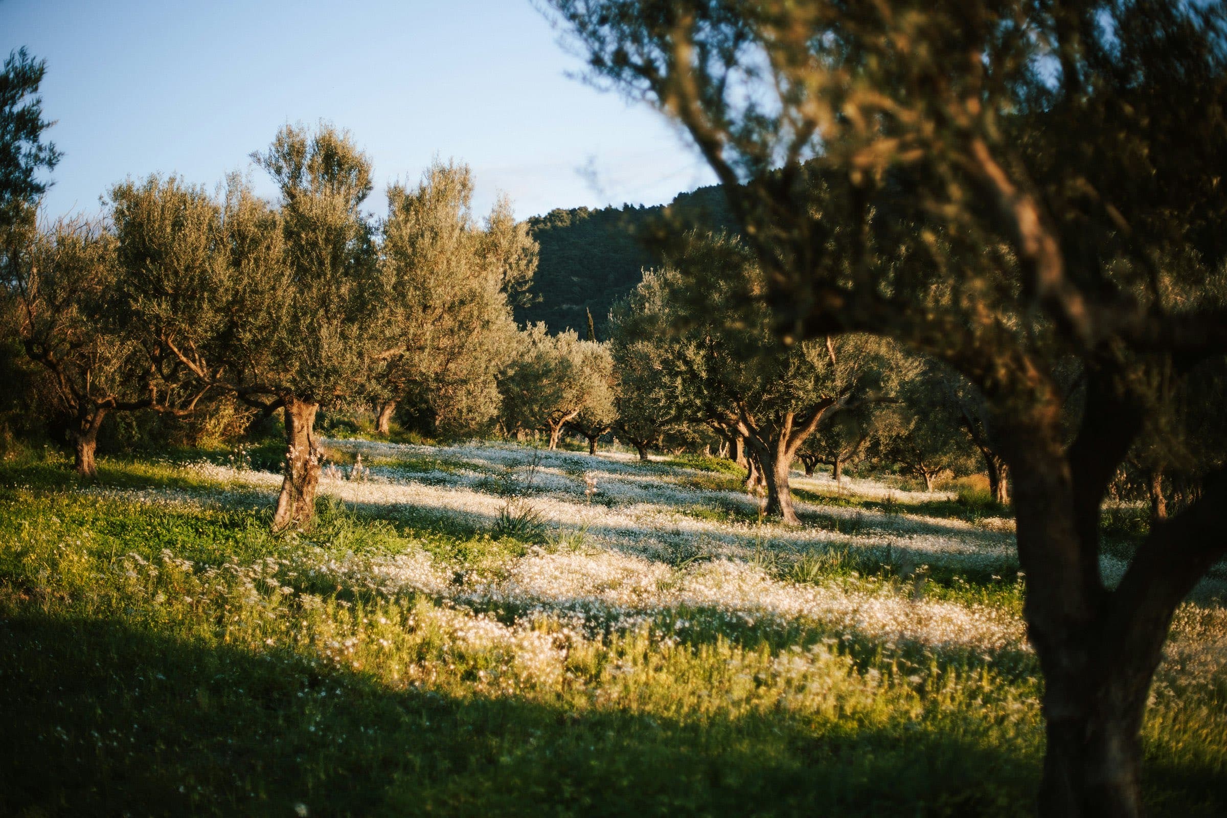 Olivar en flor sobre lomerío al final de la tarde